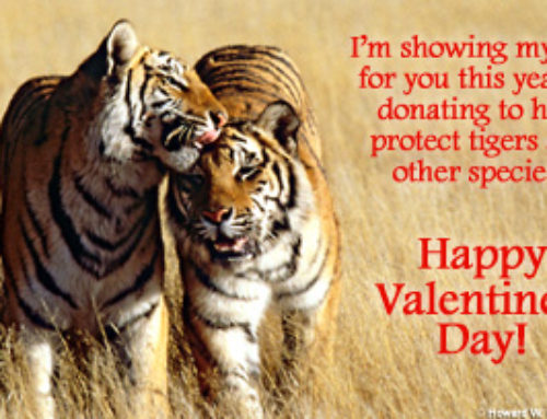 Have a Very Happy Valentine’s ~and give a hand to Wild Life Too!